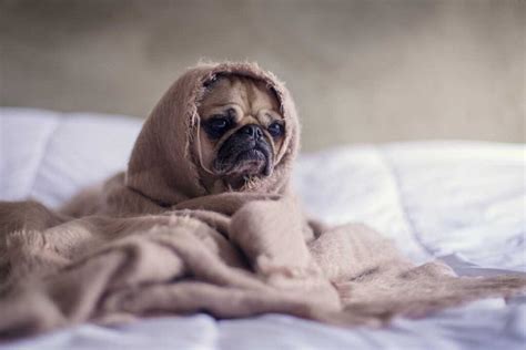 sodomie par un chien|Un enfant hospitalisé après avoir été attaqué par un chien à Sin .